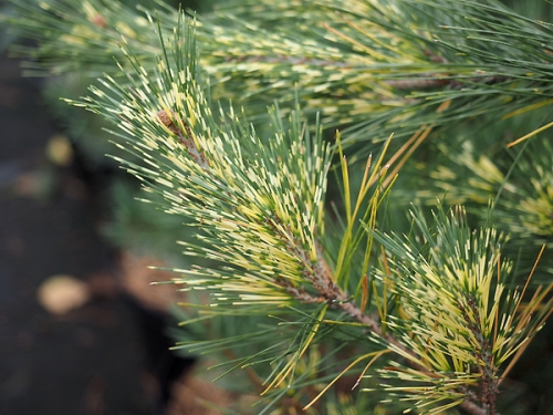 Pinus densiflora 'Oculis Draconis'